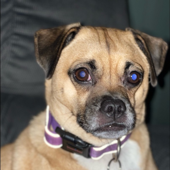 Meet your Posher, Donna - Picture 3 of 3